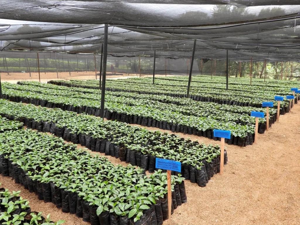 Seedling Trays